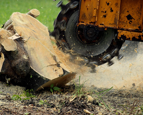 Stump Grinding